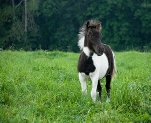 The Miniature Horse More Than Just a Smaller Horse!